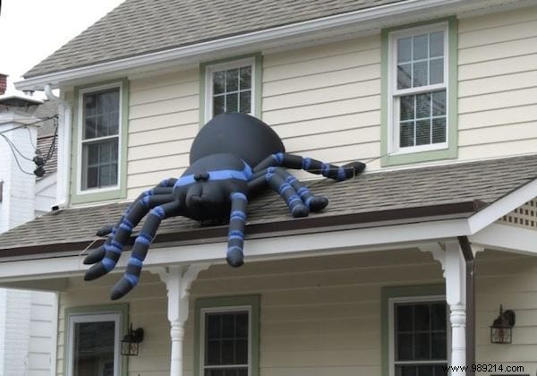 How to Fight Spiders at Home? 