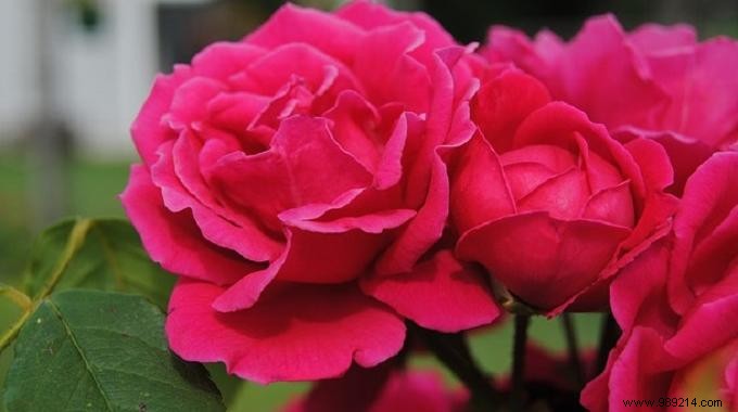 The Homemade Fertilizer Your Roses Will Love! 