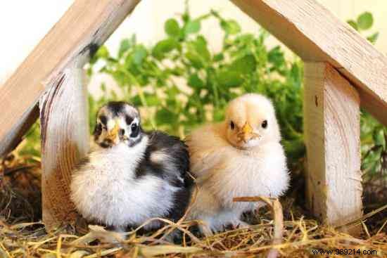 Adopting a Hen is Doubly Economical! 