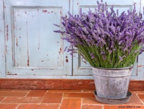 11 Mosquito Repellent Plants You Should Have In Your Home. 