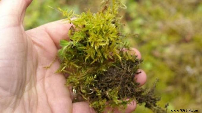 Moss on the Lawn:THE Trick to Get Rid of It WITHOUT Effort. 