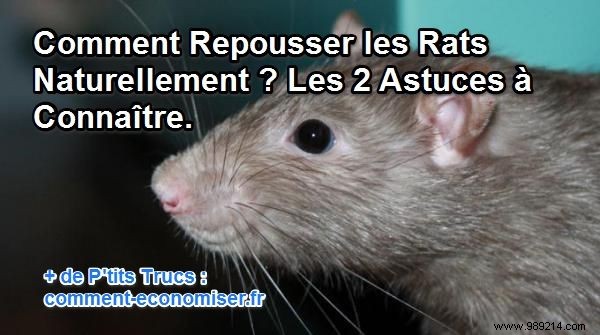 How to Repel Rats Naturally? The 2 Tips to Know. 