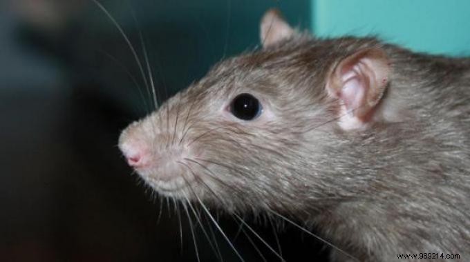 How to Repel Rats Naturally? The 2 Tips to Know. 