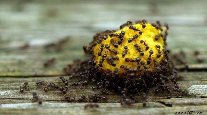 Invaded by Ants? 13 products you already have to get rid of. 