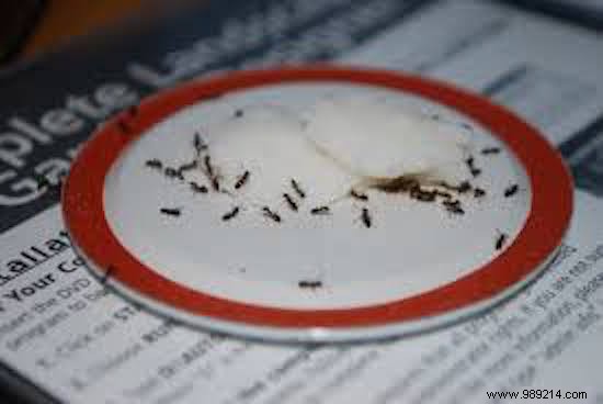Invaded by Ants? 13 products you already have to get rid of. 