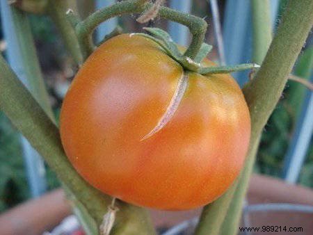 13 Tricks To Grow More, Bigger, Tastier Tomatoes. 