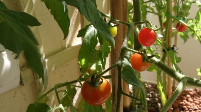 How To Grow Beautiful 100% Natural Tomatoes. 