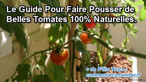 How To Grow Beautiful 100% Natural Tomatoes. 