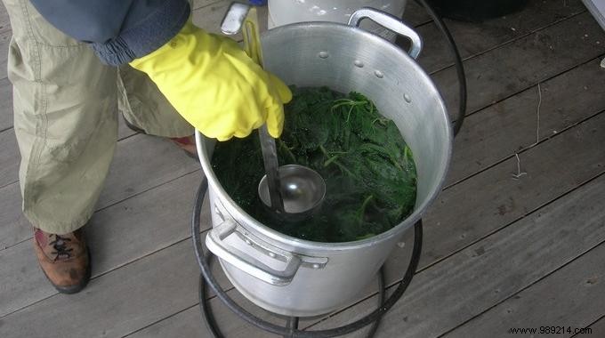 Here s How To Store Nettle Manure Easily For Months. 