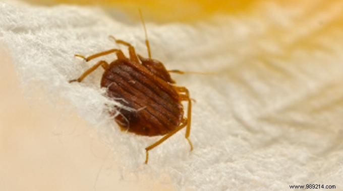 The Miracle Product To Eradicate Bed Bugs QUICKLY. 