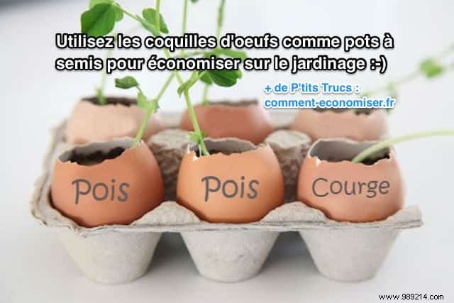 Use Eggshells As Seedling Pots To Save On Gardening. 
