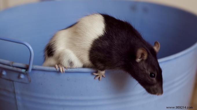 The 3 Best Tips to Repel or Eliminate Rats or Mice from Your Home. 