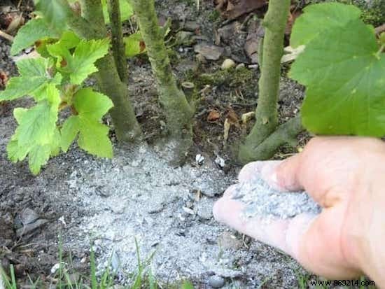 13 Amazing Home and Garden Uses for Wood Ash. 