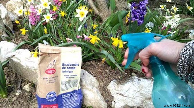 Bicarbonate:The Natural Fungicide Every Gardener Should Know. 