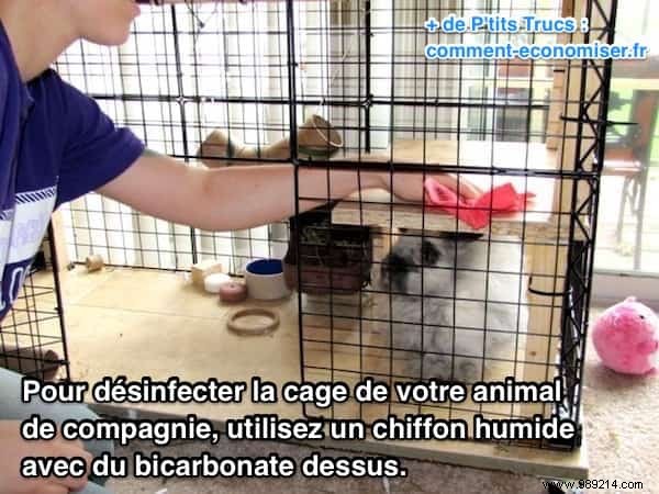 How to Disinfect Your Pet s Cage WITHOUT Harmful Products. 
