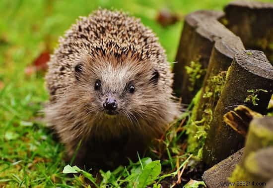 A Hedgehog in the Vegetable Garden:My Tips for Attracting and Installing it Durably! 