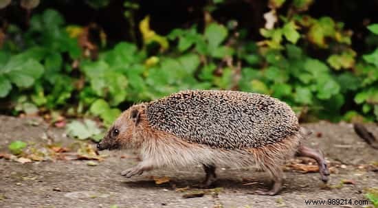 A Hedgehog in the Vegetable Garden:My Tips for Attracting and Installing it Durably! 
