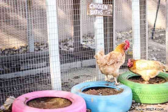 Use Old Tires As Dust Pans For Your Hens. 