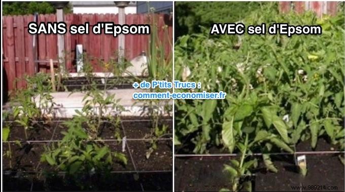 Here s Why I Use Epsom Salt In My Garden and Vegetable Patch. 