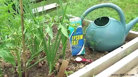 Here s Why I Use Epsom Salt In My Garden and Vegetable Patch. 