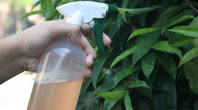 Natural and Non-Toxic:The Homemade Spray ALL Bugs HATE. 