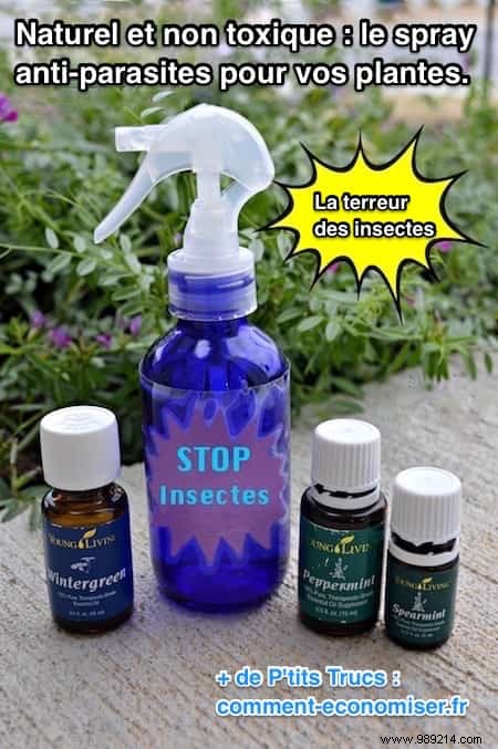 Natural and Non-Toxic:The Homemade Spray ALL Bugs HATE. 