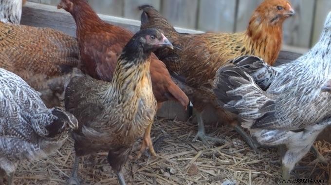 6 Simple Tricks To Feed Your Hens WITHOUT BRINGING YOURSELF. 