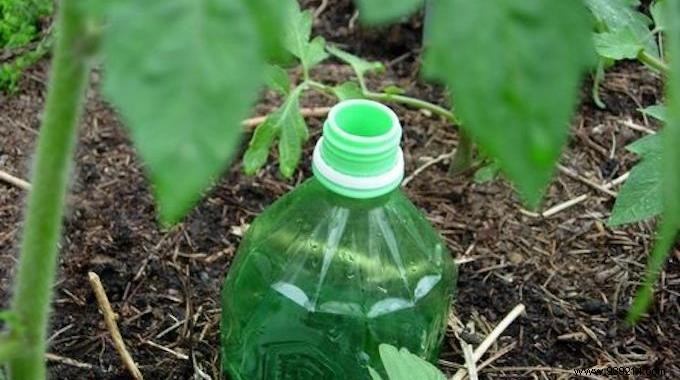 How to Make Automatic Tomato Watering From a Bottle. 