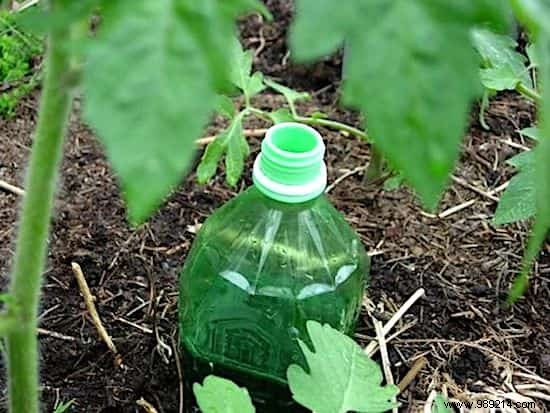 How to Make Automatic Tomato Watering From a Bottle. 