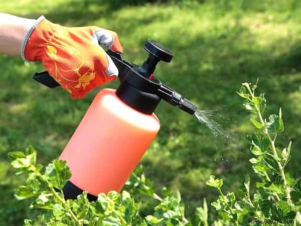 6 uses for hydrogen peroxide in the garden that NOBODY KNOWS. 