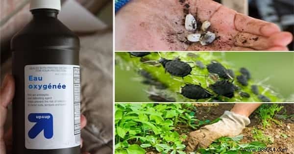 6 uses for hydrogen peroxide in the garden that NOBODY KNOWS. 