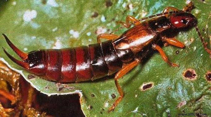 6 Effective Tips To Get Rid Of Earwigs. 