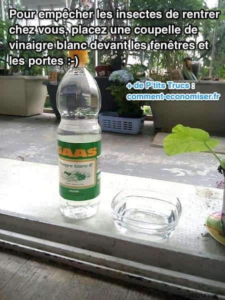 How to Keep Bugs Out of Your Home with WHITE VINEGAR. 