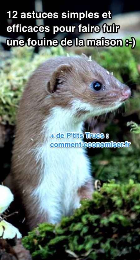 12 Simple and Effective Tips to Get Rid of a Weasel. 