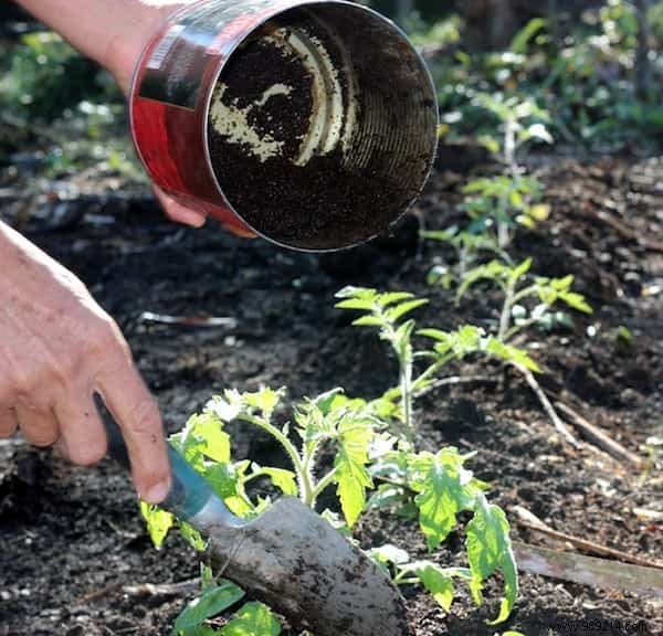 Put These 8 Ingredients In The Ground To Grow GREAT Tomatoes. 