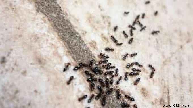 4 Effective Tricks To Get Rid Of Ants At Home. 
