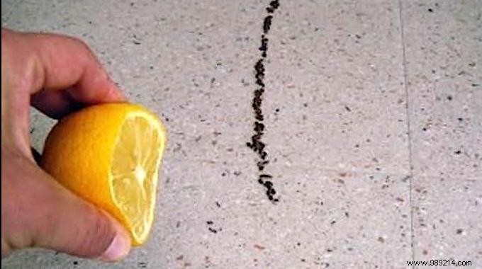 The Very Simple Trick To Prevent Ants From Entering Your Home. 