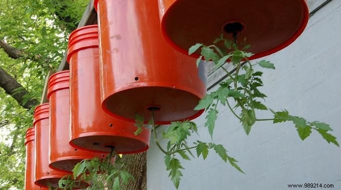 How To Grow Tomatoes Upside Down To Save Space. 