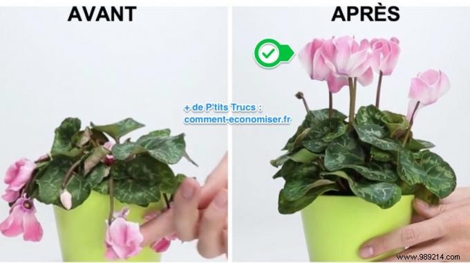 The Great Trick To SAVE A Plant In Bad Condition. 