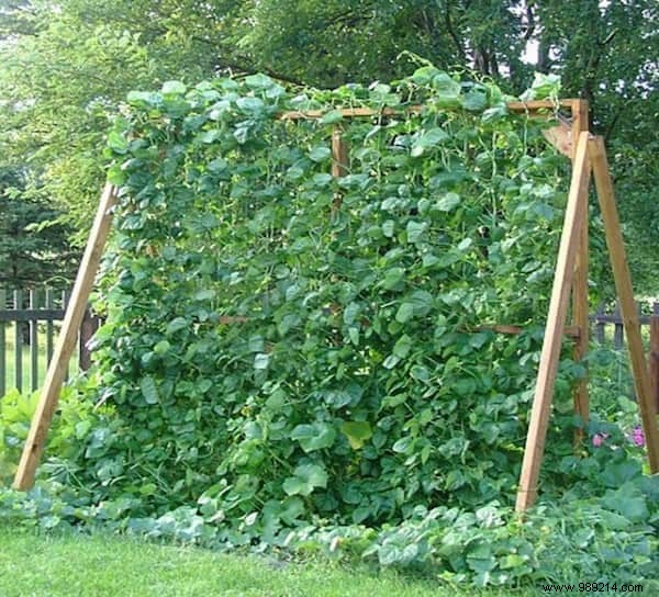 How To Grow Cucumbers Vertically For MORE In LESS Space. 