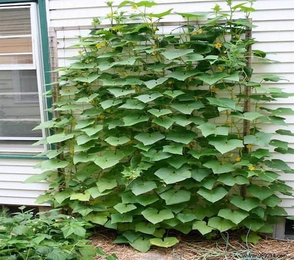 How To Grow Cucumbers Vertically For MORE In LESS Space. 