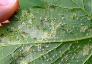 How to Get Rid of Aphids? The Tip Revealed By a Gardener. 