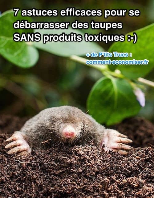 7 Effective Tips To Get Rid Of Moles WITHOUT Toxic Products. 
