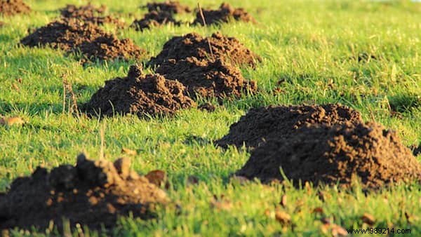 7 Effective Tips To Get Rid Of Moles WITHOUT Toxic Products. 