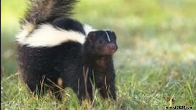 10 Simple and Effective Tips to Get Rid of Skunks. 
