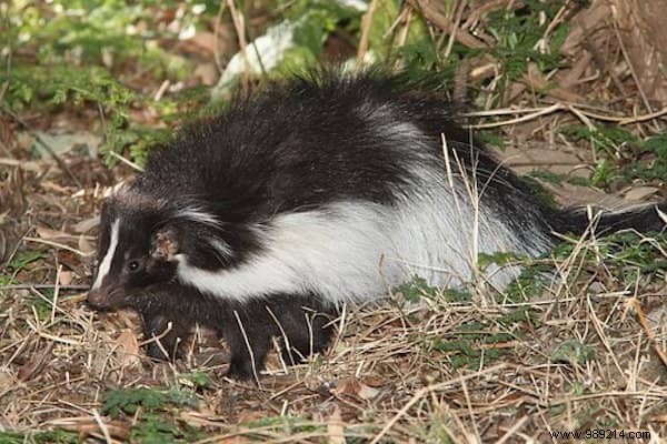 10 Simple and Effective Tips to Get Rid of Skunks. 