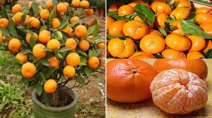 Never Need to Buy Tangerines Again! Plant Them In A Flowerpot To Have An Unlimited Supply. 