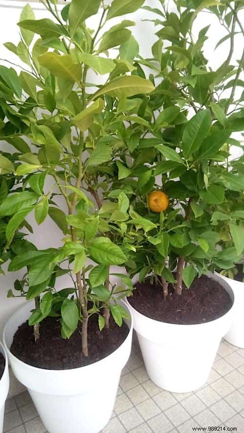 Never Need to Buy Tangerines Again! Plant Them In A Flowerpot To Have An Unlimited Supply. 