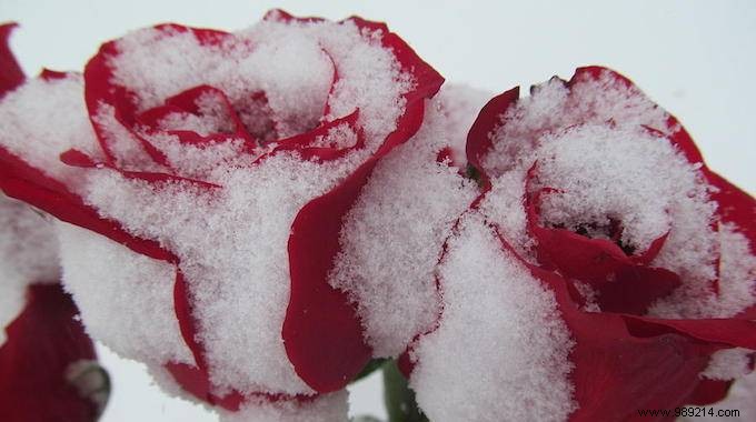 Here s How To Properly Protect Your Roses All Winter Long. 
