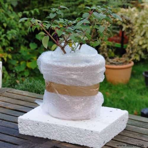 Here s How To Properly Protect Your Roses All Winter Long. 